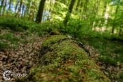 Der Königsstuhl auf der größten deutsche Ostseeinsel im Frühjahr - Tipps für den Rügen Urlaub