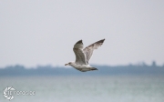 größte deutsche Ostseeinsel im Frühjahr - Tipps für den Rügen Urlaub