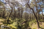 größte deutsche Ostseeinsel im Frühjahr - Tipps für den Rügen Urlaub