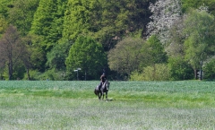 Reiten im Mai - Reitbild im Anflug auf ein Rapsfeld