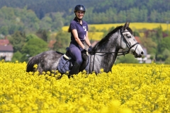 Reiten im Mai - Reitbild im Rapsfeld