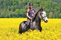 Reiten im Mai - Reitbild im Rapsfeld