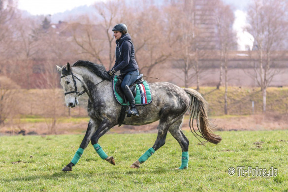 Tierfotografie & Reiten