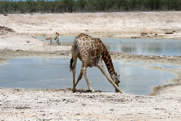 Etosha Nationalpark in Namibia