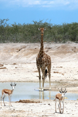 Etosha Nationalpark in Namibia