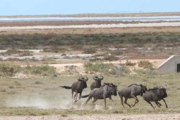 Etosha Nationalpark in Namibia
