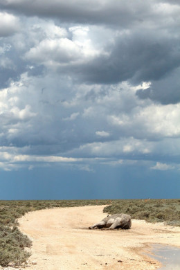 Etosha Nationalpark in Namibia