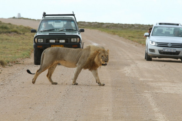 Etosha Nationalpark in Namibia