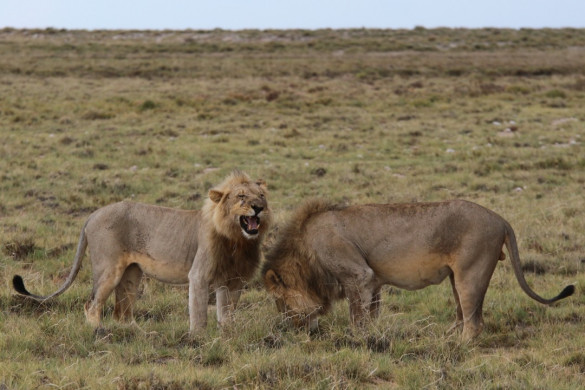 Etosha Nationalpark in Namibia
