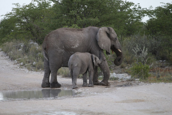 Etosha Nationalpark in Namibia