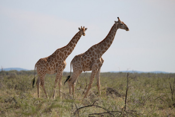 Etosha Nationalpark in Namibia