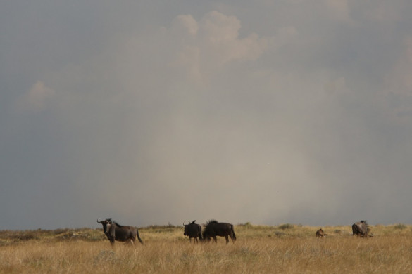 Etosha Nationalpark in Namibia