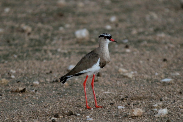 Etosha Nationalpark in Namibia