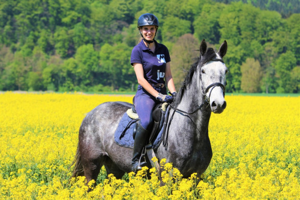 Reiten im Mai - Reitbild im Rapsfeld