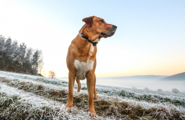 Tierfotografie - Hundeshooting