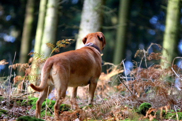 Tierfotografie
