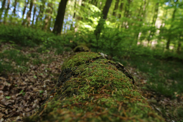 Naturfotografie