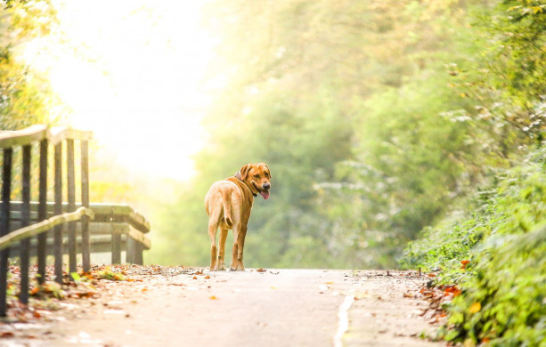Hundeshooting im Wald