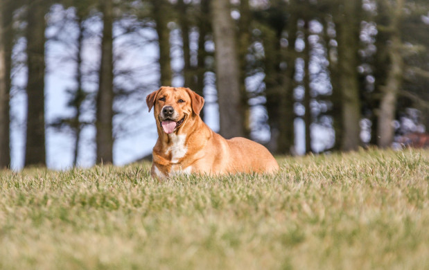 Tiershooting mit Pferd, Hund oder anderen Tieren