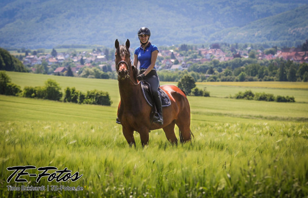Tiershooting mit Pferd, Hund oder anderen Tieren