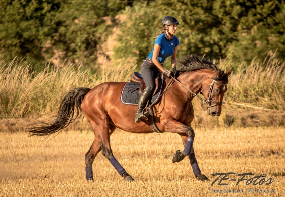 Tiershooting mit Pferd, Hund oder anderen Tieren