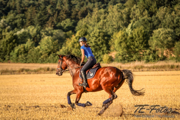 Tiershooting mit Pferd, Hund oder anderen Tieren
