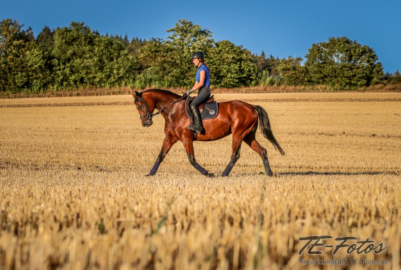 Tiershooting mit Pferd, Hund oder anderen Tieren