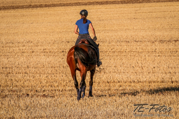 Tiershooting mit Pferd, Hund oder anderen Tieren