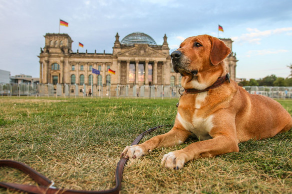 Tiershooting mit Pferd, Hund oder anderen Tieren