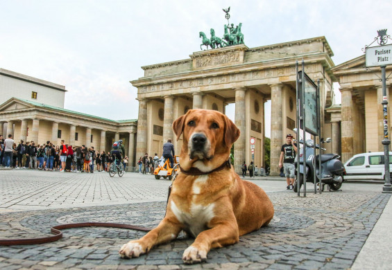 Tiershooting mit Pferd, Hund oder anderen Tieren