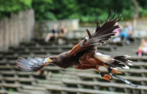 Greifvogel Flugshow im Tierpark Berlin mit Uhu, Bussarden & Weißkopfseeadler
