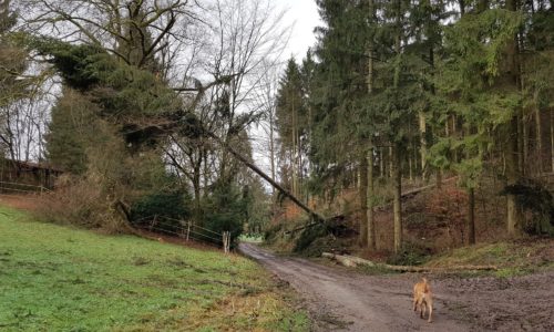 Orkantief / Sturmtief Frederike wütet auch im Solling / Weserbergland