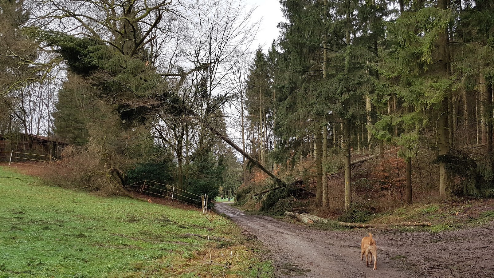 Orkantief / Sturmtief Frederike wütet auch im Solling / Weserbergland